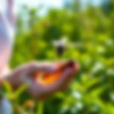 Effective Application Techniques for Essential Oils Application methods for using essential oils as repellents