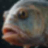 A close-up of fish exhibiting signs of parasitic infection