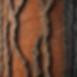 Detailed close-up of textured tree bark showcasing unique patterns.