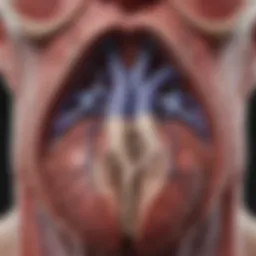 Detailed illustration of heart anatomy highlighting the septum