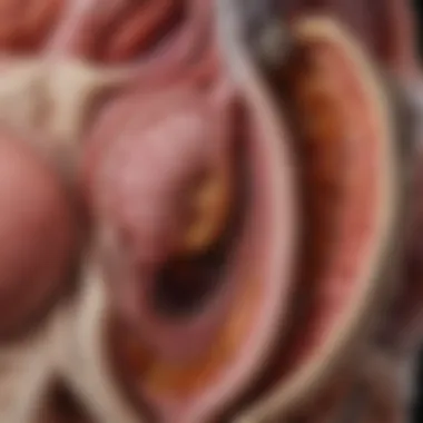 Anatomy of the Bladder Diagram illustrating the anatomy of the bladder and surrounding structures
