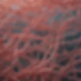 Microscopic view of collagen fibers