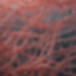 Microscopic view of collagen fibers