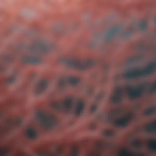 Microscopic view of collagen fibers