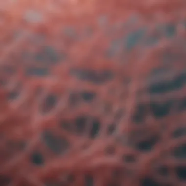 Microscopic View of Collagen Fibers Microscopic view of collagen fibers