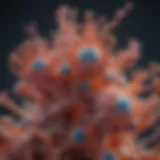 Detailed structure of Fibroblast Growth Factor Receptors