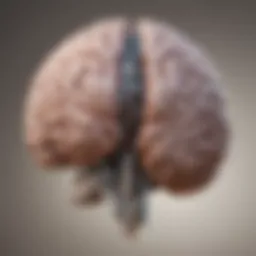 A diagram illustrating the brain regions targeted by deep brain stimulation.