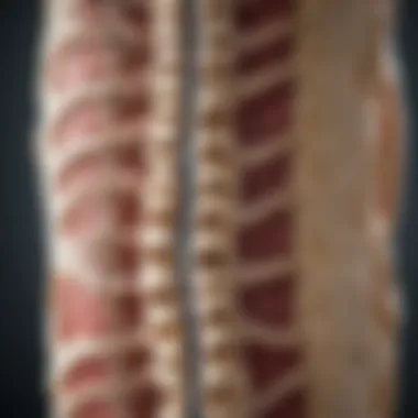 Anatomy of the Spine in Ankylosing Spondylitis Illustration depicting the anatomical structure of the spine affected by Ankylosing Spondylitis