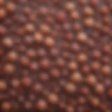 Microscopic view of microorganisms commonly found in food samples