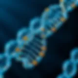 Diagram illustrating the structure of DNA