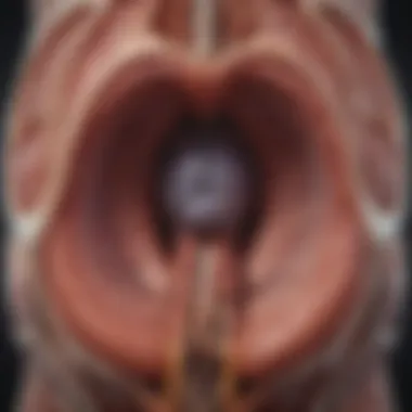 Understanding Bladder Anatomy An informative graphic showing the anatomy of the bladder.