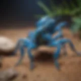 A close-up view of blue scorpions in their natural habitat, highlighting their unique coloration.