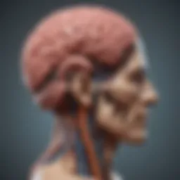 A detailed illustration of brain anatomy highlighting various regions and their functions.