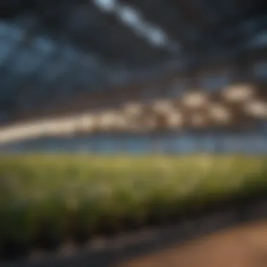 Advanced LED Grow Lights in Greenhouse Close-up of advanced LED grow lights in a greenhouse