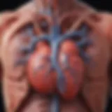 A diagram illustrating the physiological connection between heart and kidney functions.