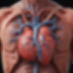 A diagram illustrating the physiological connection between heart and kidney functions.