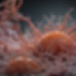 Representation of L. rhamnosus probiotic bacteria