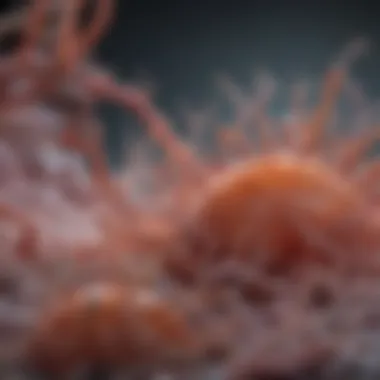 Representation of L. rhamnosus probiotic bacteria