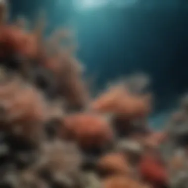 An infographic depicting conservation efforts for tenuis coral