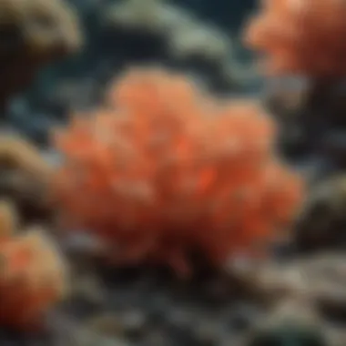 A diagram illustrating the reproductive strategies of tenuis coral