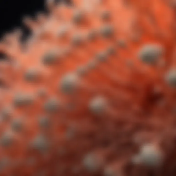 Close-up of tenuis coral displaying unique structural features