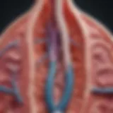 A detailed diagram illustrating the anatomy of the kidney and its parenchymal tissue.