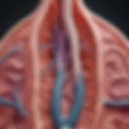 A detailed diagram illustrating the anatomy of the kidney and its parenchymal tissue.