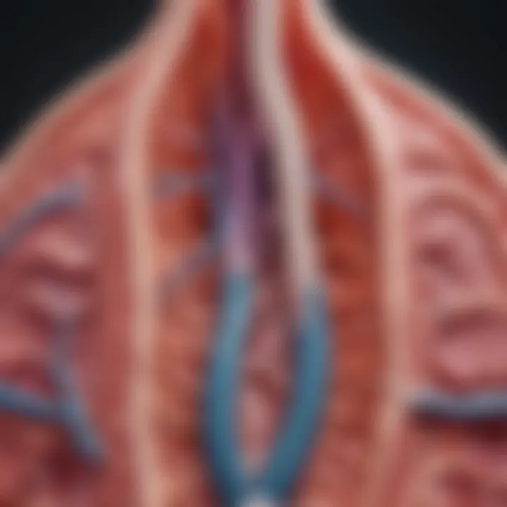 A detailed diagram illustrating the anatomy of the kidney and its parenchymal tissue.