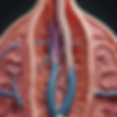 Anatomy of Renal Parenchymal Tissue A detailed diagram illustrating the anatomy of the kidney and its parenchymal tissue.