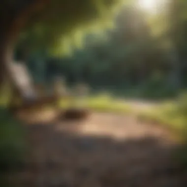 Cultivating a Relaxing Environment A tranquil outdoor scene promoting relaxation and health.