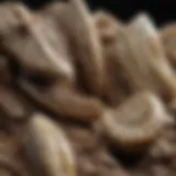 Fossilized dinosaur teeth on display