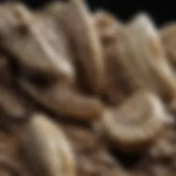 Fossilized dinosaur teeth on display
