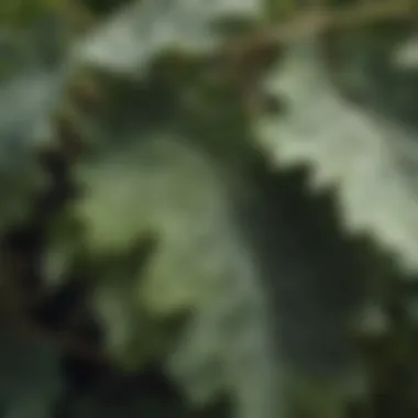 Close-up view of grape leaves affected by powdery mildew