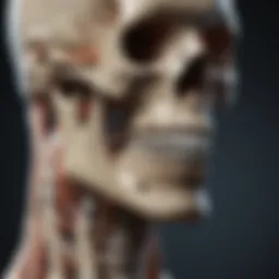 Diagram illustrating the principles of guided bone regeneration