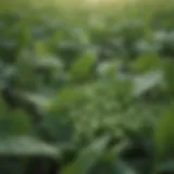 A close-up view of fresh soybeans with dew drops, symbolizing health and vitality.