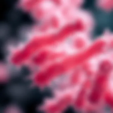 Research directions for Lactobacillus casei paracasei