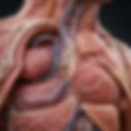 Illustration depicting liver anatomy in infants