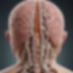 Anatomical illustration of the spinal cord highlighting meningioma locations