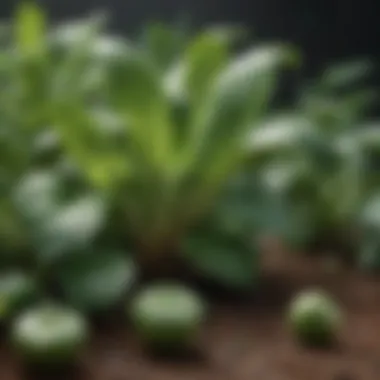 Diverse Sources of Organic Potassium Organic potassium sources in nature