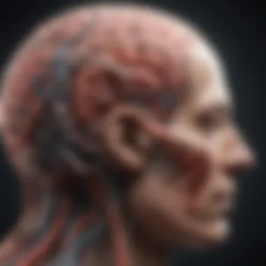Neuroanatomy of Mood Regulation Brain regions implicated in mood regulation