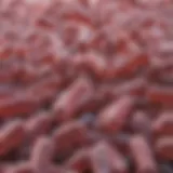 Representation of Clostridium difficile bacteria