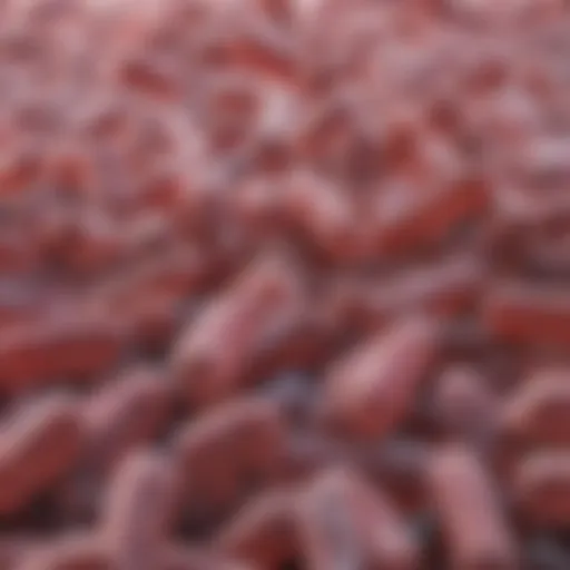 Representation of Clostridium difficile bacteria