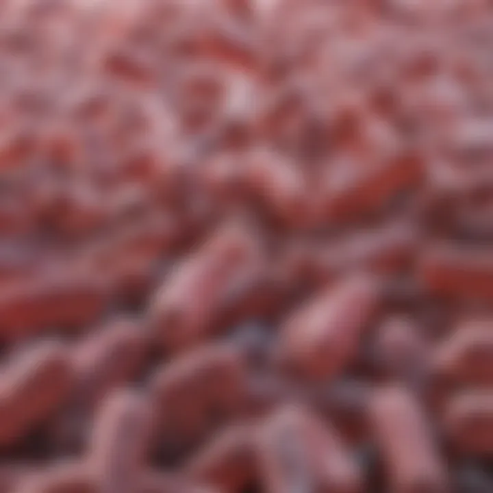 Representation of Clostridium difficile bacteria
