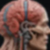 Anatomy of the left parietal lobe highlighting its functions