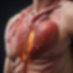 Illustration showing the inflammatory process affecting heart health