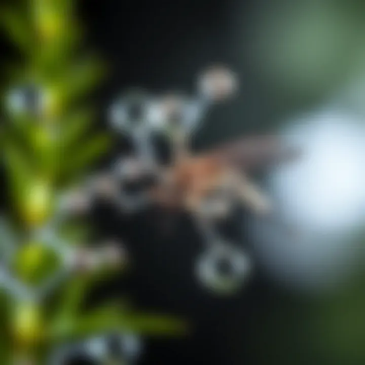 Scientific compounds in essential oils effective against mosquitoes
