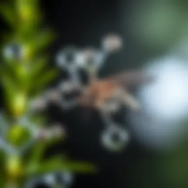 Chemical Compounds in Essential Oils Scientific compounds in essential oils effective against mosquitoes