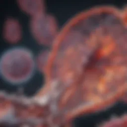 Illustration depicting amyloid protein accumulation in cardiac tissues