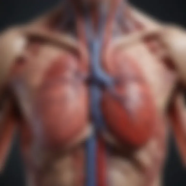 An anatomical illustration of the cardiovascular system highlighting areas affected by lupus