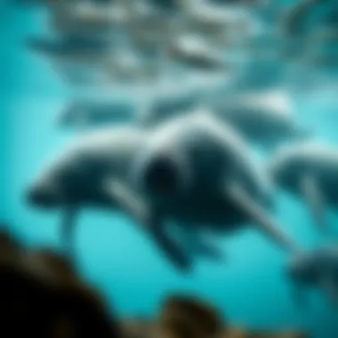 Group of Manatees Interacting A group of manatees interacting in their natural habitat.